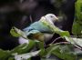 01Tahiti - 12 * Gray-green Fruit-dove